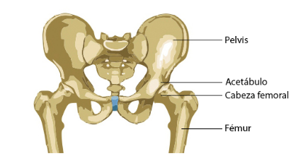 Anatomía de la articulación de la cadera. Guía práctica para pacientes con Prótesis Total de Cadera IMTRA